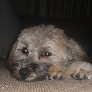 Meet your Posher, Collin